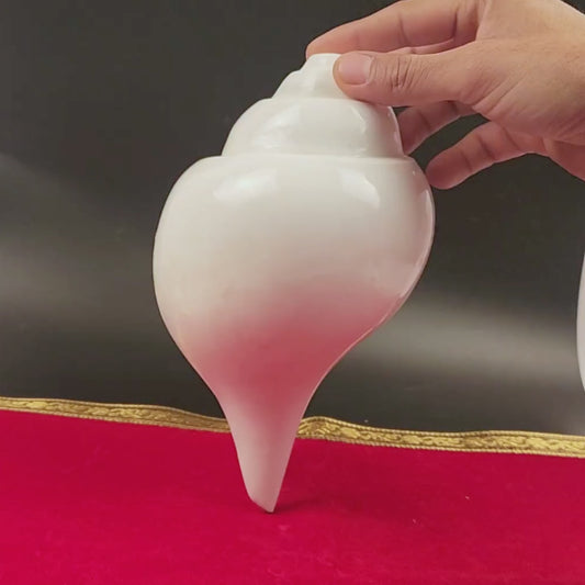 Vamavarti Shankh, Left Hand Spiral Conch Shell