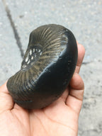 Large Cosmic Chakra Shaligram Stone: Sacred Energy Artifact