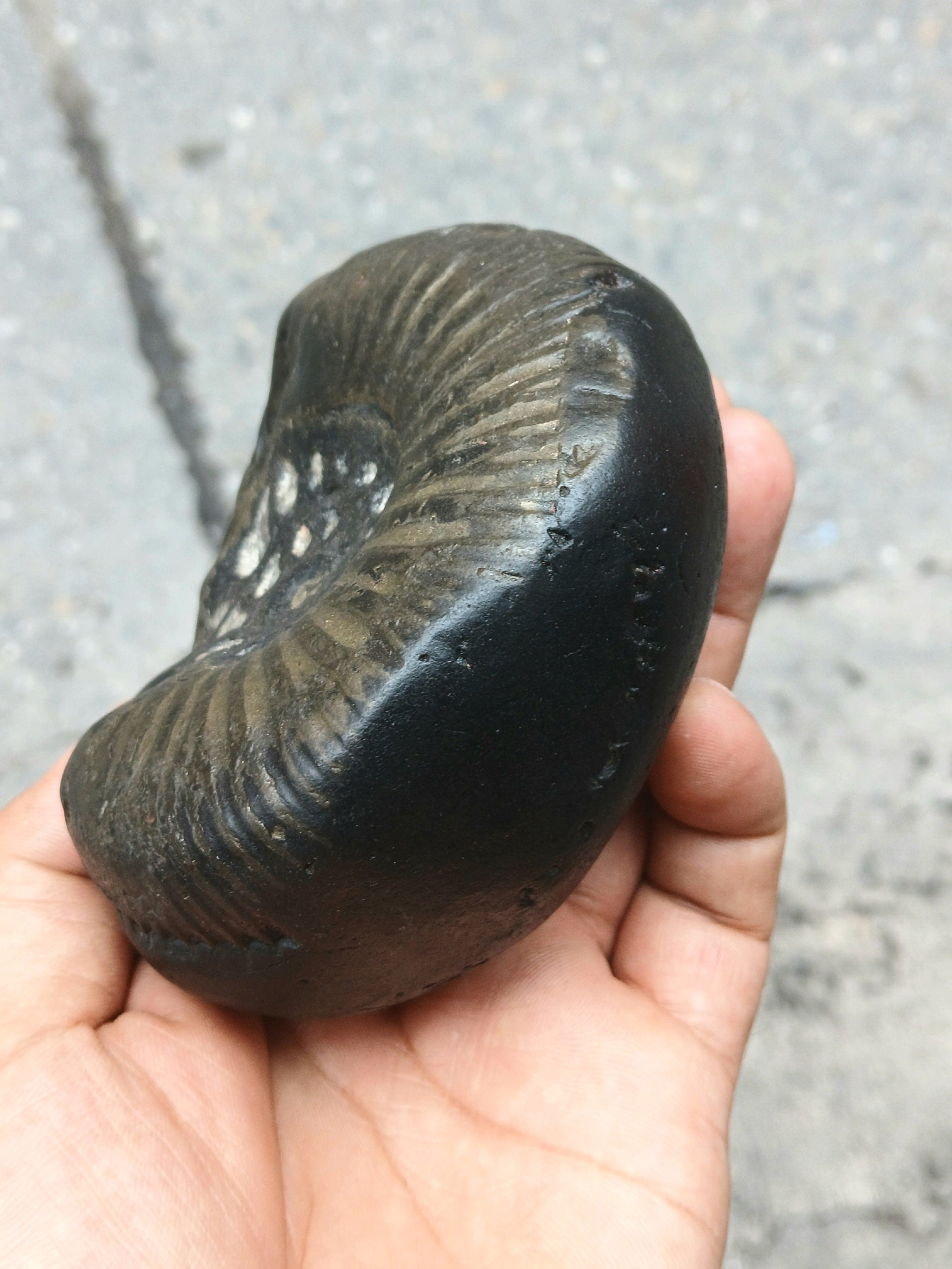 Large Cosmic Chakra Shaligram Stone: Sacred Energy Artifact