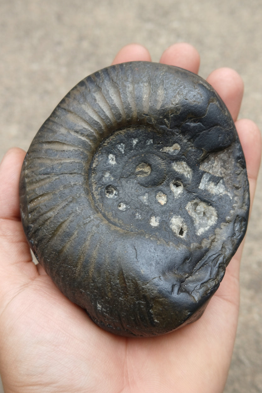 Large Cosmic Chakra Shaligram Stone: Sacred Energy Artifact