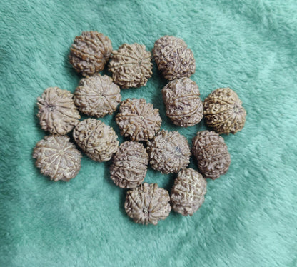 Ma Durga 9 Mukhi Rudraksha Mala, 54+1 Beads For NARRCI
