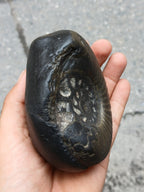Large Cosmic Chakra Shaligram Stone: Sacred Energy Artifact
