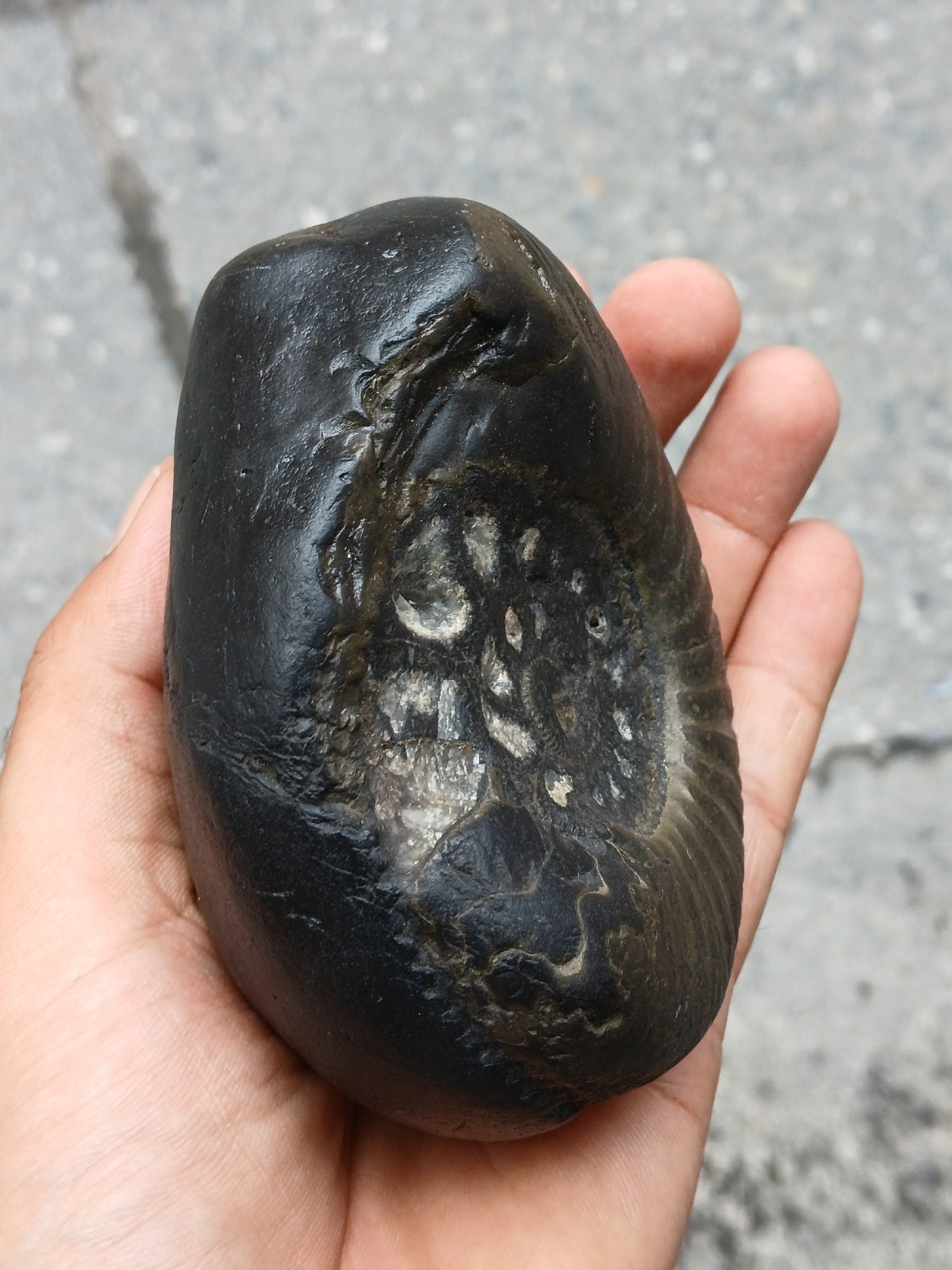 Large Cosmic Chakra Shaligram Stone: Sacred Energy Artifact