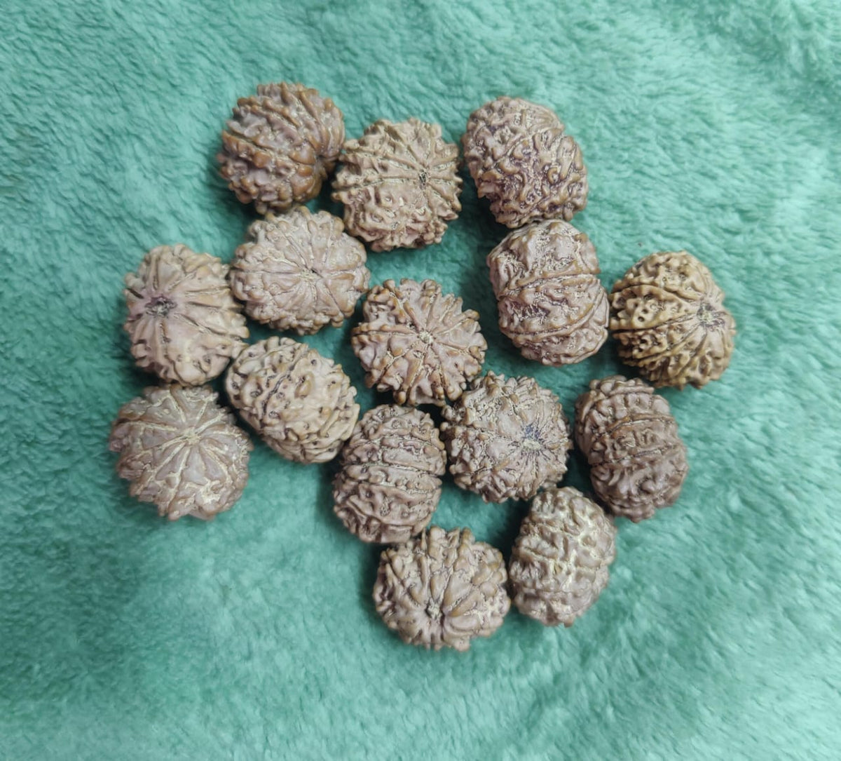 Ma Durga 9 Mukhi Rudraksha Mala, 54+1 Beads For NARRCI