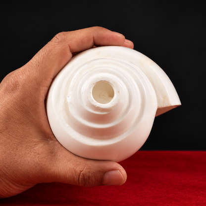 blowing conch shell sankha